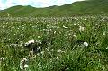 xiahe-grasslands16